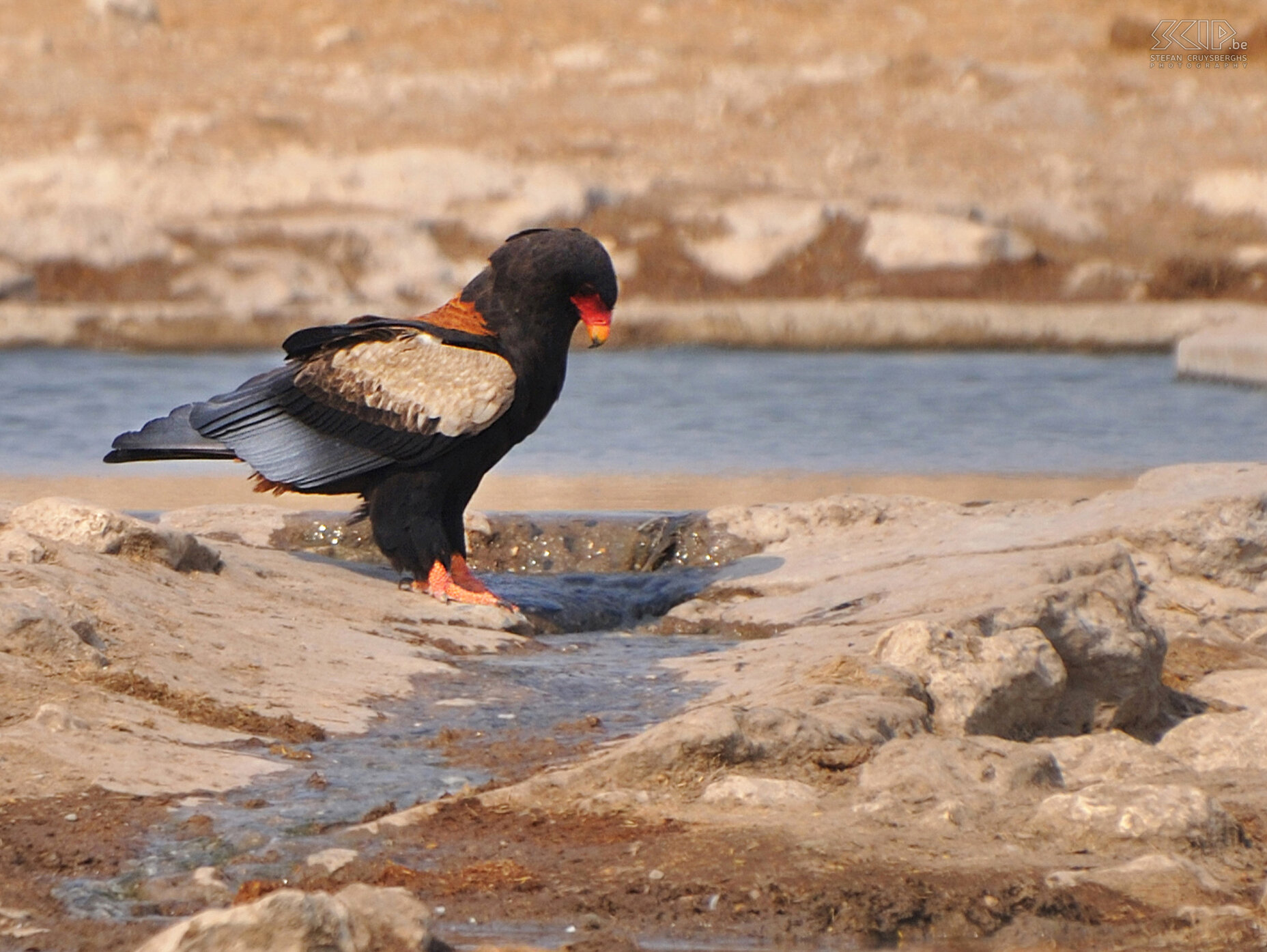 Etosha - Kalkheuvel - Bateleur arend  Stefan Cruysberghs